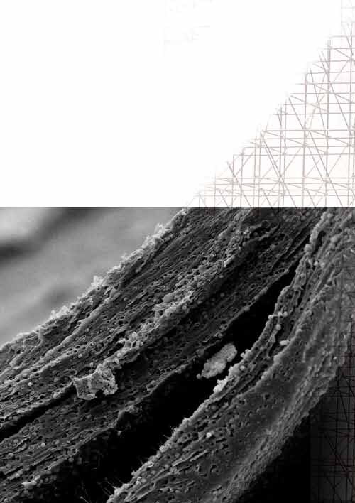 2nd International Conference - Bioengineering and Cell Therapy