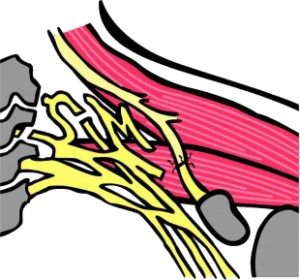 Corso di Anatomia e Chirurgia del Sistema Nervoso Periferico